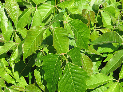 RHUS RADICANS